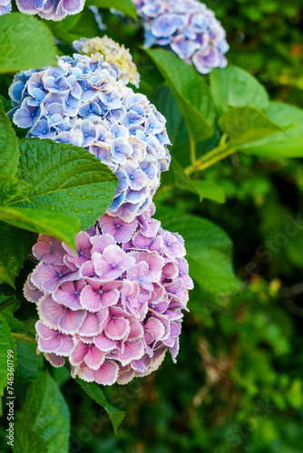 Two-color hydrangea | 2色の紫陽花