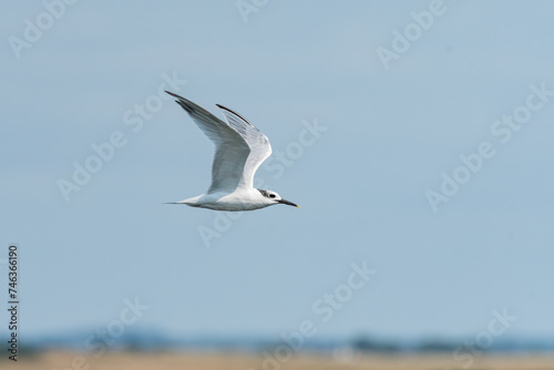 Young sandwich tern in flight blue sky