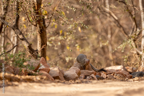 Indian grey mongoose or Herpestes edwardsii closeup or portrait on the rocks or stones with natural eye contact during wildlife safari at ranthambore national park forest rajasthan india asia photo