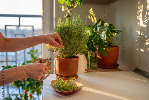 Fototapeta Naklejka Na Ścianę i Meble -  Bush of thyme growing in ceramic pot. Aromatic natural ingredient for tea, culinary fresh raw spice for cooking, evergreen decorative plant. Hand with scissors cutting edible herbs, putting on plate