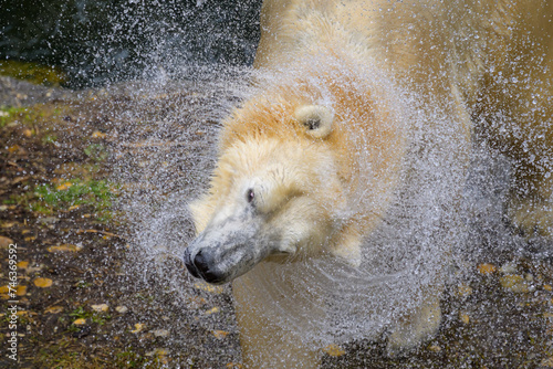 Portrait of a polar bear in the water