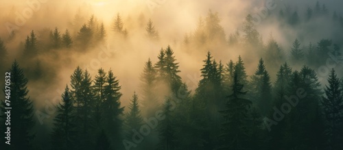 Enchanted forest landscape with misty fog and lush green trees in the morning light © AkuAku