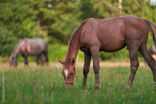 Horse eats grass on a farm at summertime sunset time.