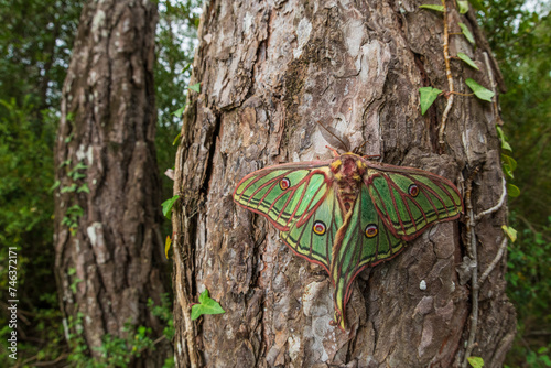Spanish moon moth (Actias isabellae or Graellsia isabellae) photo