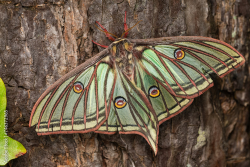 Spanish moon moth (Actias isabellae or Graellsia isabellae)
