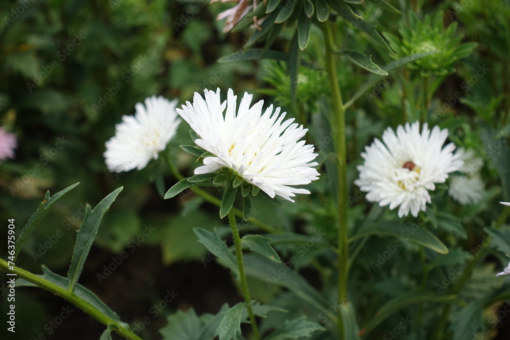 Close view of three white flowers of China asters in August Close view of three white flowers of China asters in August