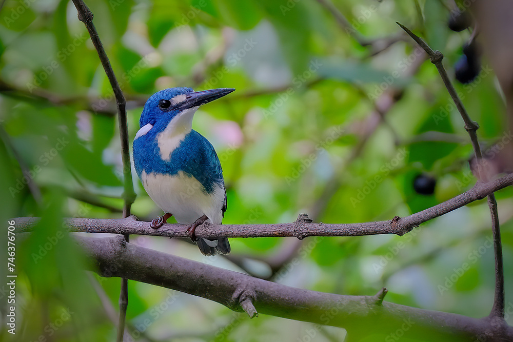 Small Blue Kingfisher - Alcedo coerulescens Small Blue Kingfisher - Alcedo coerulescens