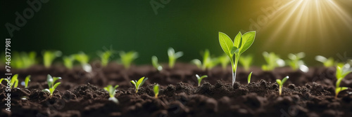 Close-up tender first sprouts of soybean in the open field over sunrise. Agricultural plants. The soybean plant stretches towards sun. plant tree. Copy space banner. Close-Up Of Fresh Green Plant photo
