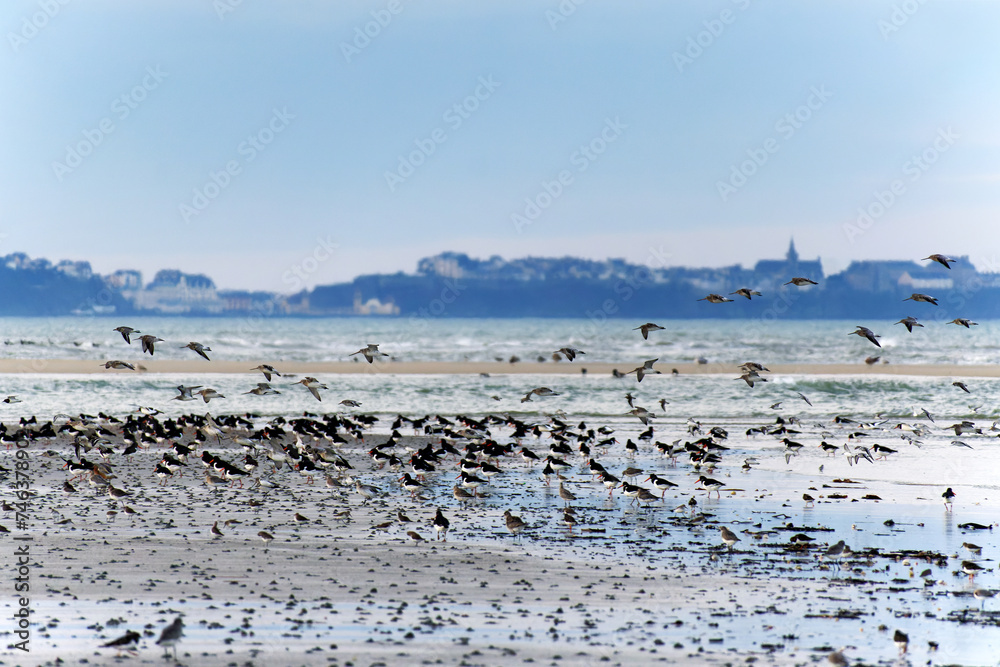 Coast of the Havre de la Vanlée in Normandy Region
