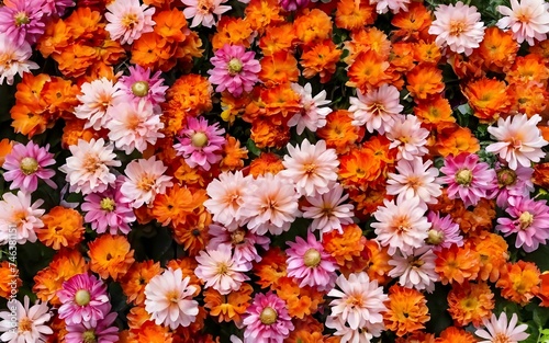 Chrysanthemum flower wall background in red, orange, pink, purple, green, and white: Ideal for wedding decorations