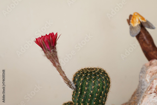 Echinopsis cactus blooming fuchsia flowers Cream colored background next to a rock.