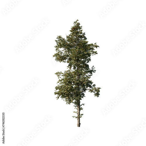 Tree isolated on transparent background ,3D render