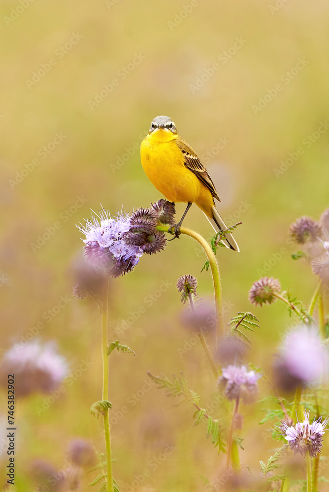 Western Yellow Wagtail bird sitting on Lacy phacelia plant (Motacilla flava) Western Yellow Wagtail bird sitting on Lacy phacelia plant (Motacilla flava)