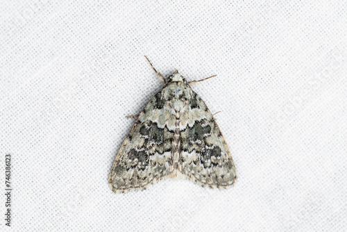 The marbled beauty (Cryphia domestica) is a moth of the family Noctuidae.