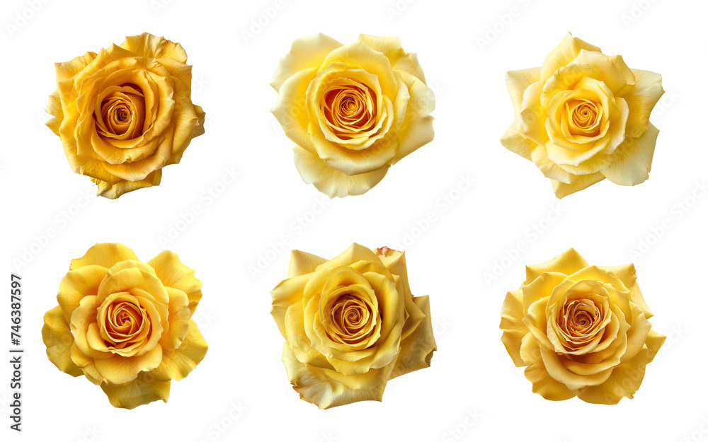 Collection of yellow rose flowers isolated on a transparent background, top view Collection of yellow rose flowers isolated on a transparent background, top view