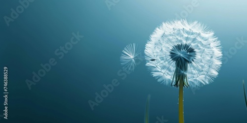 An abstract close-up of a dandelion against a blue backdrop  designed as a serene horizontal wallpaper with ample text space.