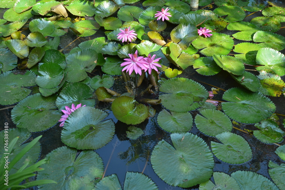 Beautiful purple lotus flowers or Bunga Teratai or Nelumbo Nucifera blooming on the water with leaves around it Beautiful purple lotus flowers or Bunga Teratai or Nelumbo Nucifera blooming on the water with leaves around it