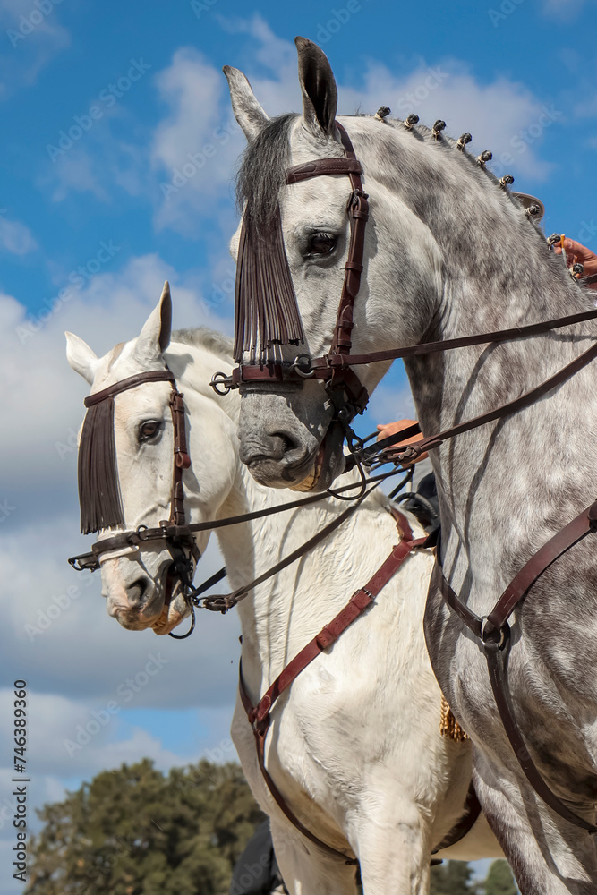 Obraz premium caballos