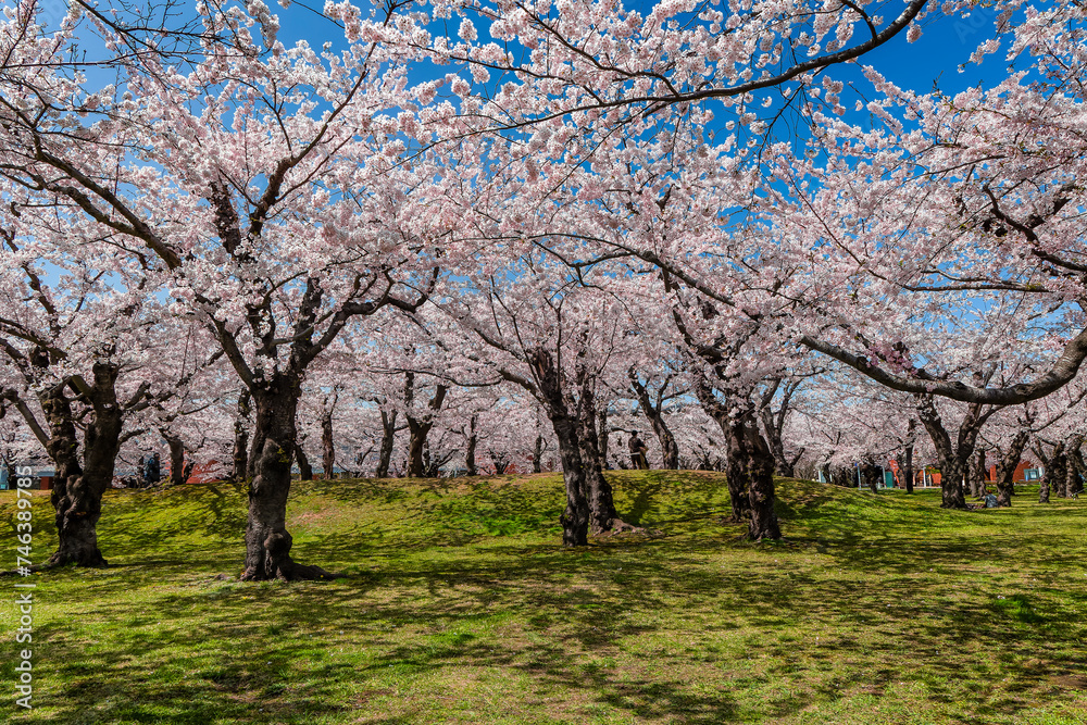 People enjoying beautiful springtime Sakura (Cherry Blossom) on a bright, sunny day