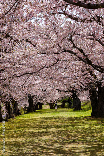 Beautiful Cherry Blossom  Sakura  tunnel on a bright sunny day in spring  Goryokaku Park  Hakodate  Hokkaido  Japan 