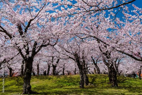Spectacular springtime Cherry Blossom bloom on a bright  sunny day