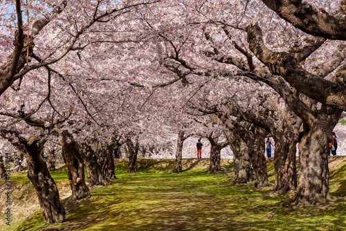 Tourists under a beautiful pink Cherry Blossom tunnel on a bright, sunny day in springtime photo