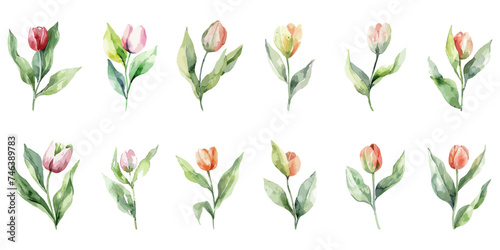 set of spring tulip flower wet watercolor.