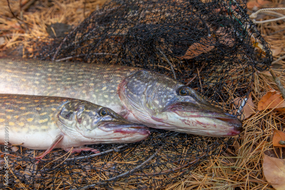 Freshwater pike fish. Two Freshwater pikes fish lies on keep net at autumn time..