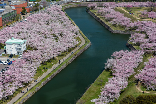 Spectacular pink Sakura (Cherry Blossom) in springtime (Hakodate, Japan) photo