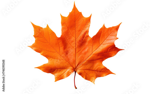 Orange Maple Leaf. The leaf appears vibrant and full of intricate details, showcasing the beauty of nature in its simplicity. on a White or Clear Surface PNG Transparent Background.