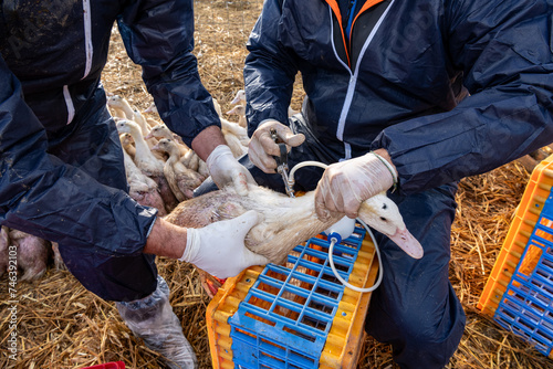 Campagne de vaccination des canards conte la grippe aviaire en parc extérieur, première injection. Race mulard. Vétérinaire et éleveur photo