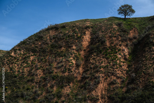 lonely tree on a mountain in summer against the sky with clouds