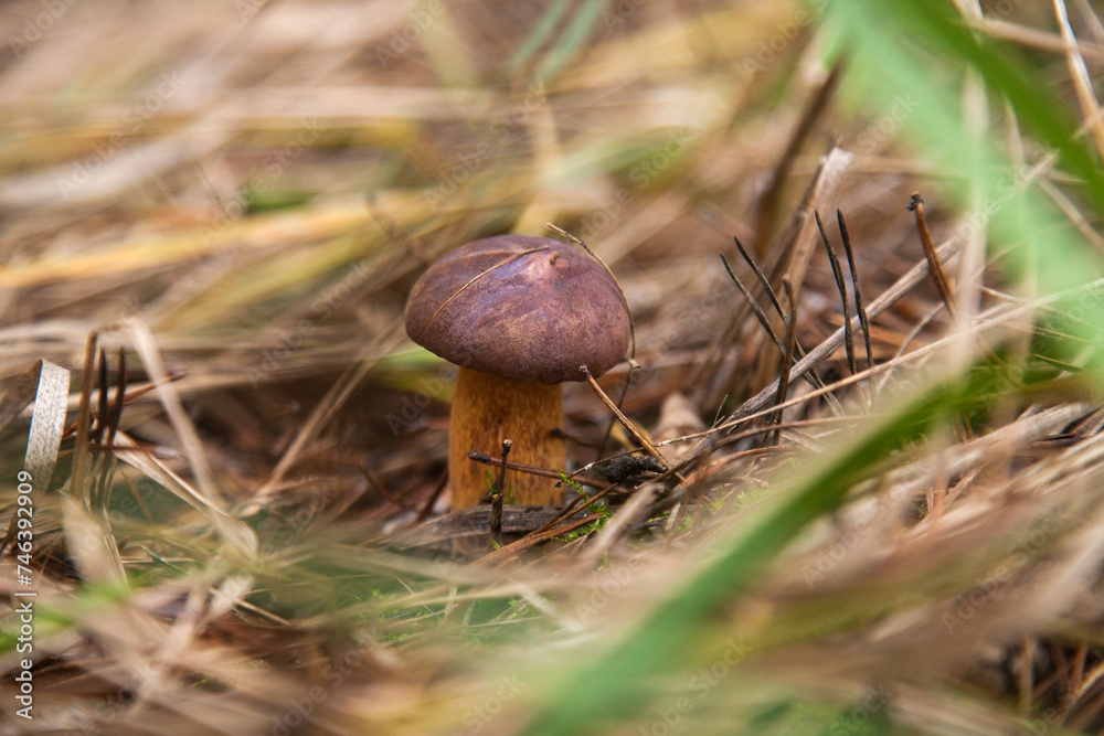 Imleria Badia or Boletus Badius commonly known as the Bay Bolete growing on the forest floor at autumn season... Imleria Badia or Boletus Badius commonly known as the Bay Bolete growing on the forest floor at autumn season...