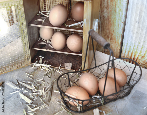 chicken eggs collected in little metal basket in front of  a opening eggs box...