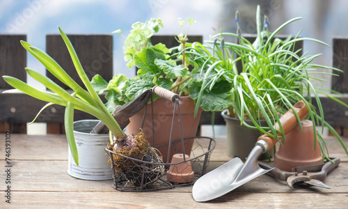 garden tools with a little shovel on a wooden table among  flowerpot and plan...