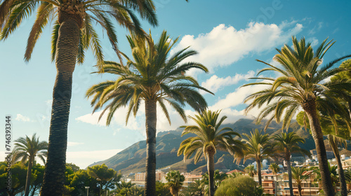 Palm trees of Tenerife Costa Adeje.