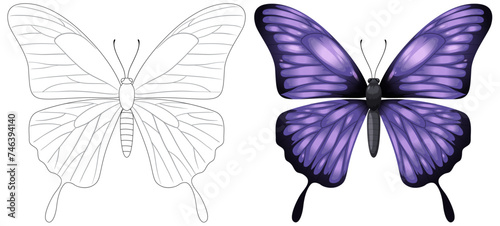Illustration of a butterfly, from outline to full color © GraphicsRF