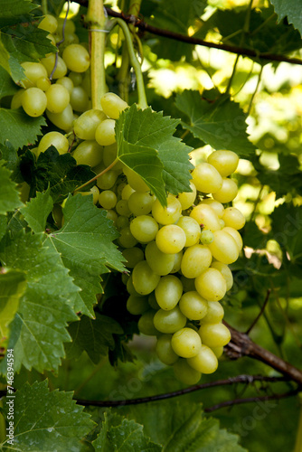 Wallpaper Mural Bunch of green grapes in the garden. Torontodigital.ca