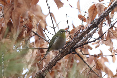 bird, japanese white-eye