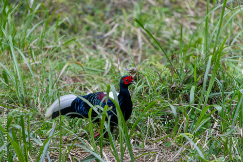 Swinhoe's pheasant, male pheasant endemic bird of Taiwan, bird in the forest 
 photo