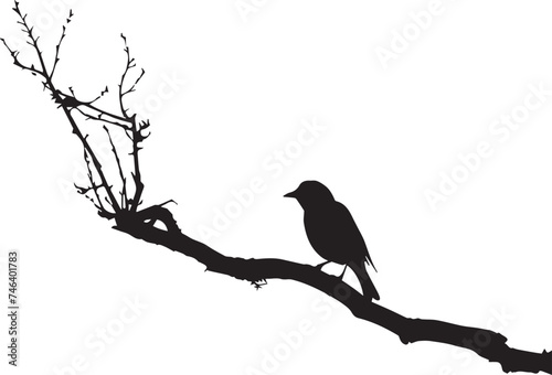 Black silhouette bird on the tree branch white background