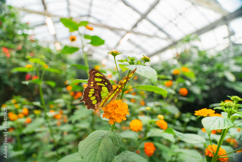 Green Butterfly Siproeta Stelenes on Orange Flower Common Lantana Close Up