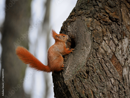 squirrel sitting near a hollow in the forest © fotomaster