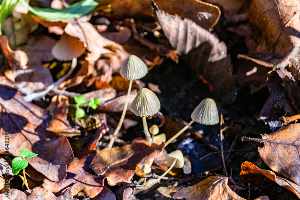 Photography to theme large beautiful poisonous mushroom in forest on leaves background Photography to theme large beautiful poisonous mushroom in forest on leaves background