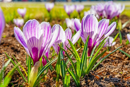 Close-up of blooming purple-pink crocus flowers outdoors, sunny spring day