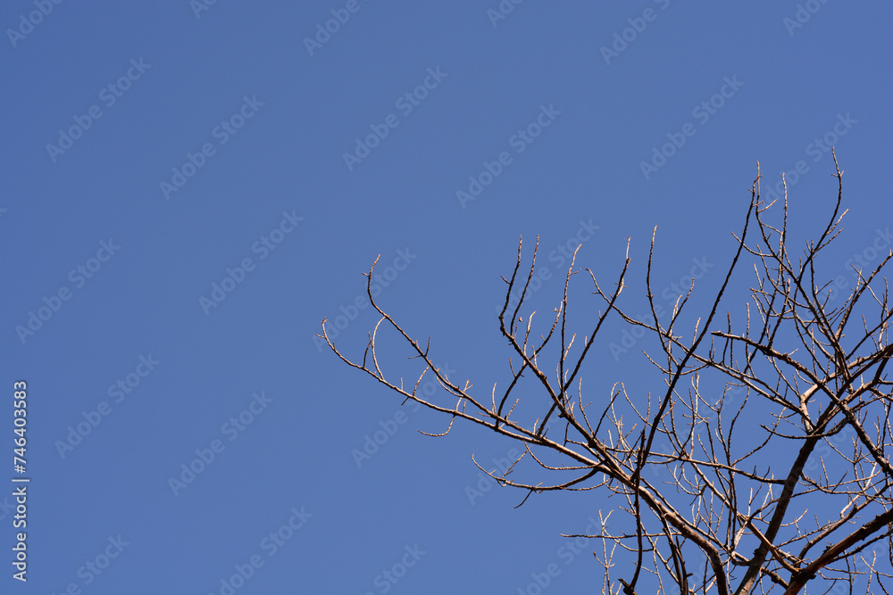 Obraz premium Candadian poplar branches in winter