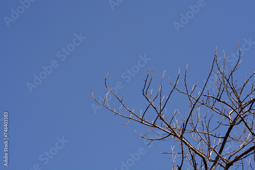 Candadian poplar branches in winter photo