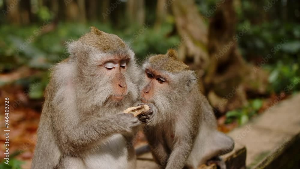 Monkey watches another monkey eat peanuts in a forest of monkeys. Monkey watches another monkey eat peanuts in a forest of monkeys.