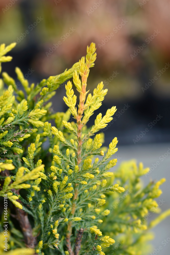 Leyland cypress Castlewellan Gold branches Leyland cypress Castlewellan Gold branches