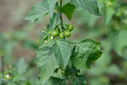 European black nightshade unripe fruit photo